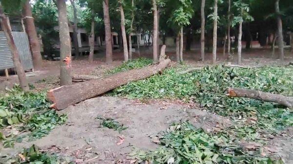 নিলাম কমিটির সভা অনুষ্ঠিত হওয়ার পূর্বেই সরকারি গাছ বিক্রি 1